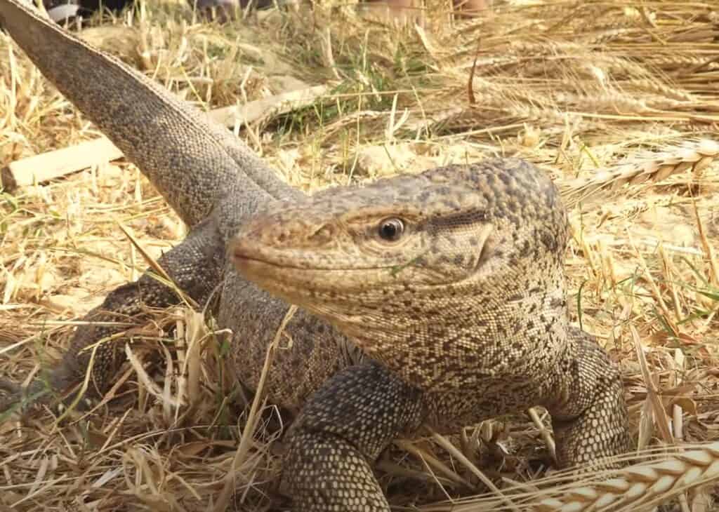The biggest creature ever found while cutting wheat, watch this creature whine like a cobra snake