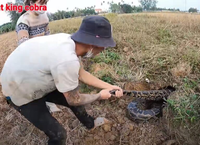 Mother and daughter ran away when they discovered a 200kg giant snake crawling across the road