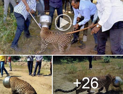 The leopard was so clever that it buried its head in the pot to try to soothe its parched throat, but it was quickly swallowed up by the darknes.