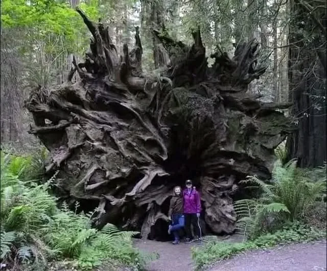 The Dyerville Giant was a massive sequoia the fell in 1991 in Humboldt Redwood State Park.