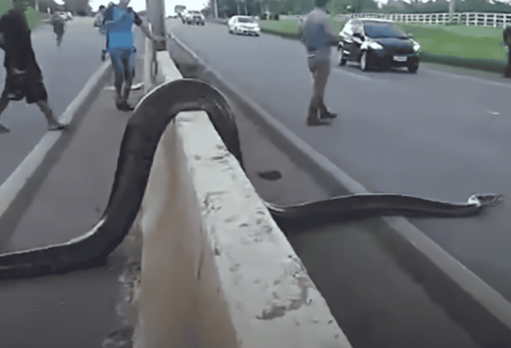 Unexpected encounters with snakes caught on video!
