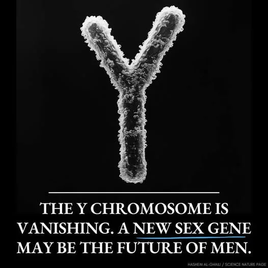 The human Y chromosome, which determines male sex, is slowly disappearing, potentially spelling extinction for humans unless a new sex-determining gene evolves.
