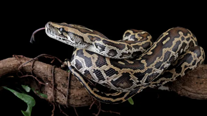 A newly discovered cell helps pythons poop out the bones of their prey