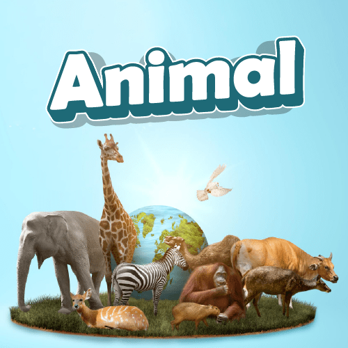 Animal