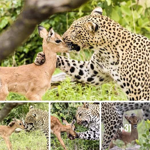 The kiss of death: Chilling moment a leopard tenderly nuzzles a baby impala