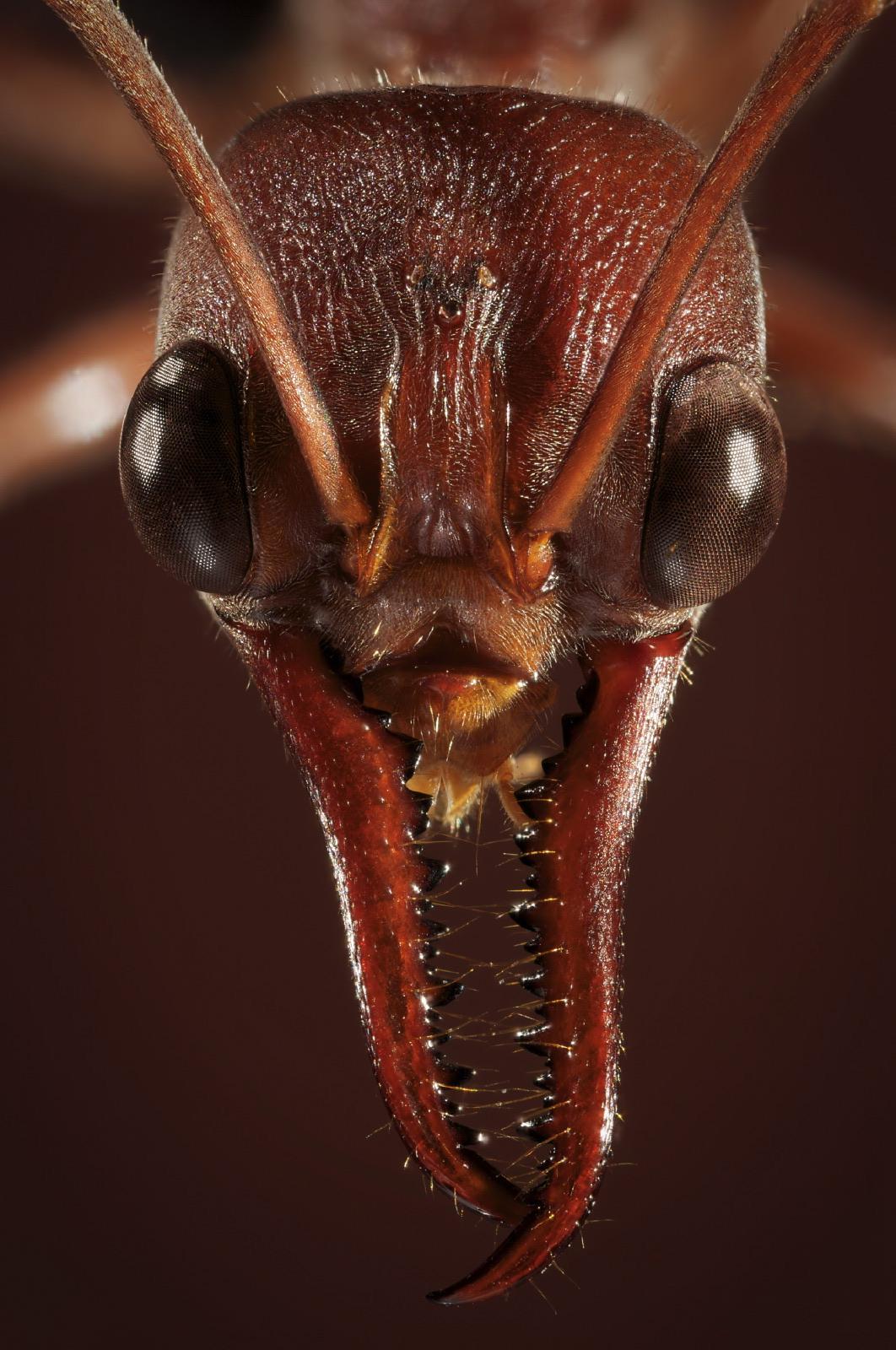 You Won’t Believe What This Killer Ant Can Do — It’s Straight Out of a Horror Movie!