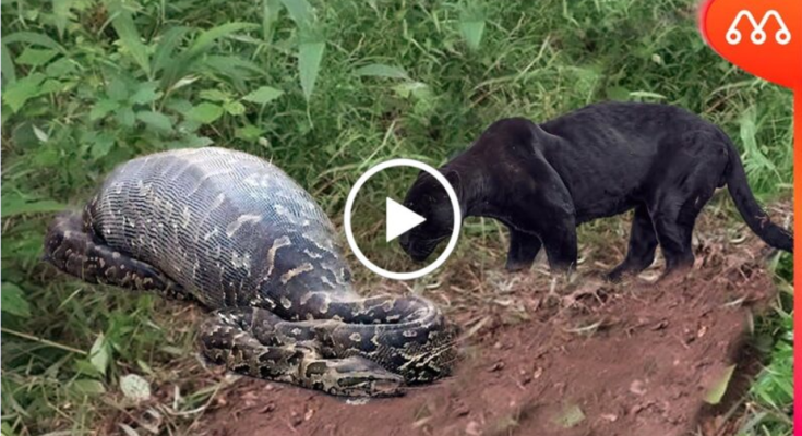 Animal: When The Black Jaguar Meets A Snake