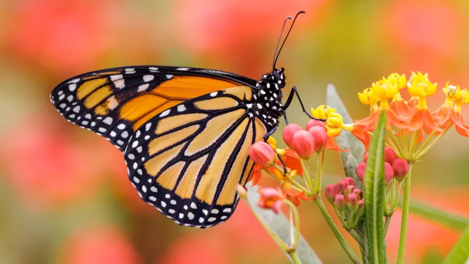 #MonarchButterflies #ClimateChange #Conservation #AutumnWarming #WildlifeDecline