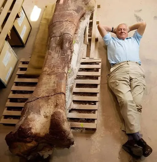 The Titanosaur of Patagonia: A Colossal Discovery Unveiled