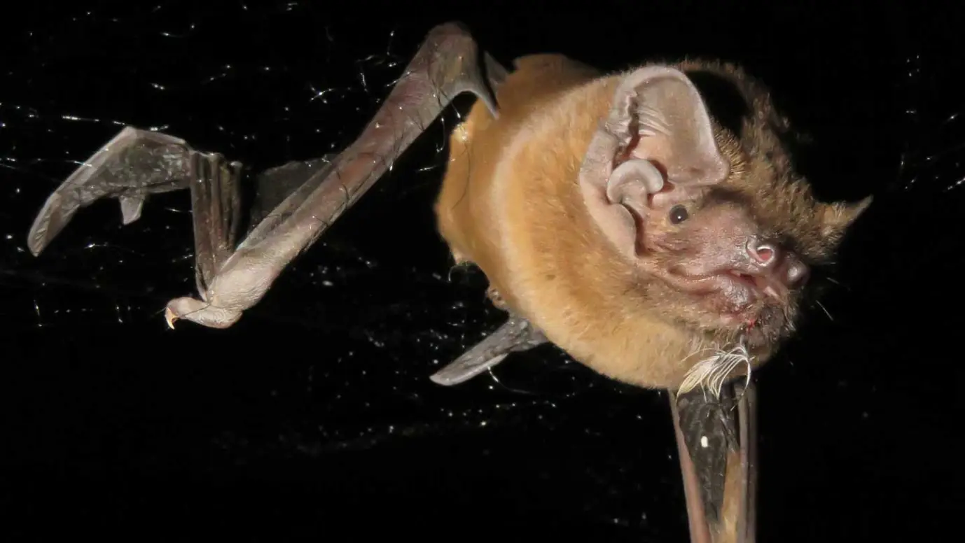 Mic’d bats reveal midnight songbird attacks